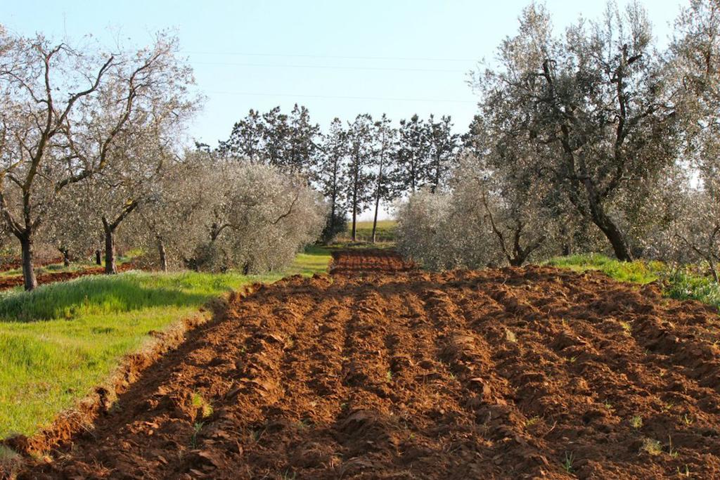 Agriturismo Monte Alzato Capalbio Eksteriør billede
